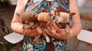 Chihuahua cachorros Chiuaua puros