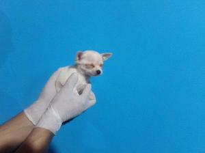 Chihuahua miniatura macho