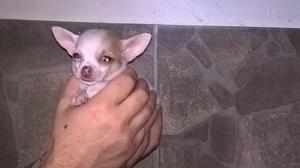 chihuahua macho mini