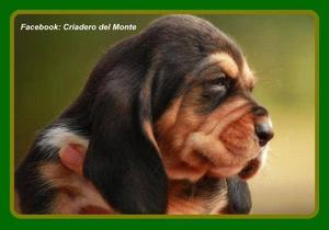 Cachorros Basset Hound