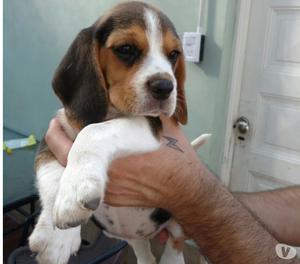 Cachorros Beagle Con FCA los mas lindos