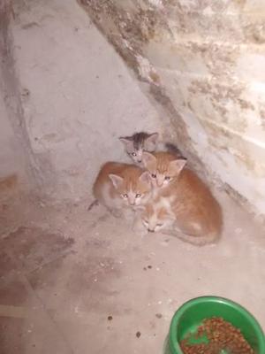 Gatitos En Adopción