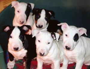 cachorros bull terrier, entrega inmediata para navidad!!!