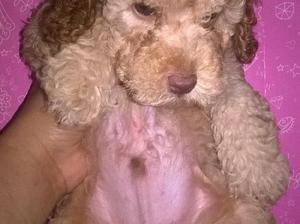 caniches mini 45 dia