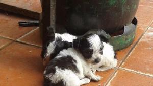 3 hermosas cachorritas