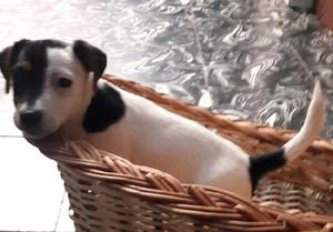 Cachorro Jack Russell puros