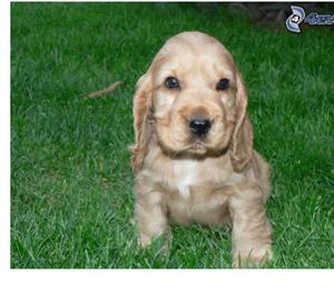 vdo cachorros cocker spaniel