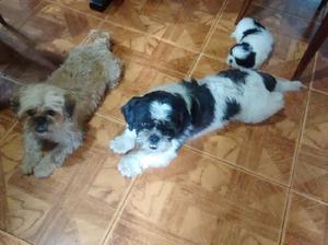 Cachorros Shih tzu