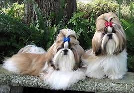 Vendo cachorros shih-tzu