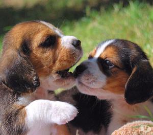 beagle tri color y bi color
