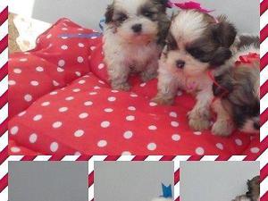 shih tzu mini