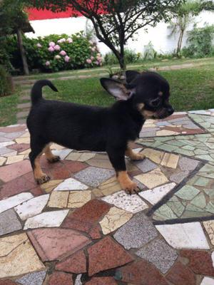 CHIHUAHUA MINI HEMBRA CON FCA LISTA PARA RETIRAR