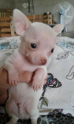 Chihuahua Mini hermoso