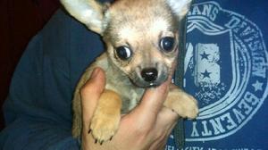 Chihuahua hembra super mini con FCA