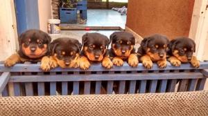 Cachorros Rottweiler. Excelente porte y carácter. Padres a