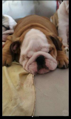 Cachorros bulldog ingles.. hermosos!