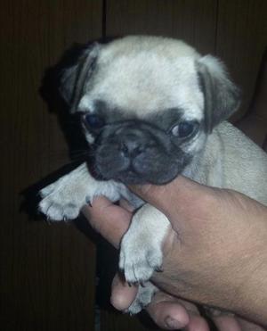 Hermoso Pug Carlino Machito❤