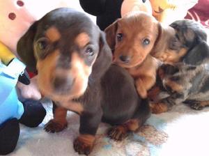 Salchicha dachshund minis y standard