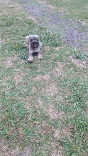 Schnauzer minis cachorros esnauzer