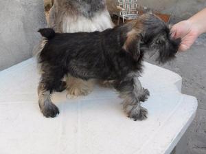 vendo cachorro Schnauzer Mini color sal y pimienta!! padres