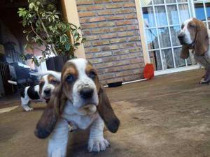 Basset Hound