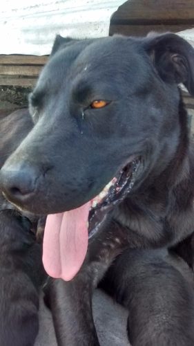 Cachorros Cruzas Labrador Rottweiller Nueva Camada