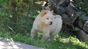 Chow Chow Cachorro Color Crema