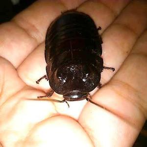 Cucarachas De Madagascar