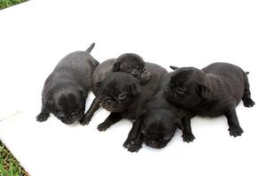 Hermosos Pug Carilino