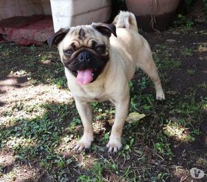 PUG CARLINO HEMBRITA!! TARJETASENVIOS