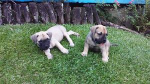 VENDO CACHORROS BULLMASTIFF