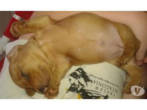 VENDO SALCHICHA MINI COLOR CANELA (DATSHUND TEKEL)