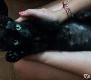 Gatita negra en adopción