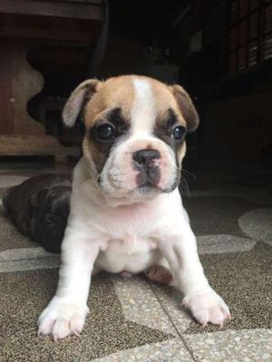 CACHORROS BULLDOG FRANCES