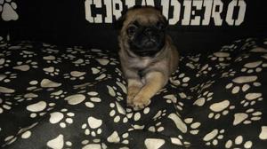 Cachorritos Pug Carlino