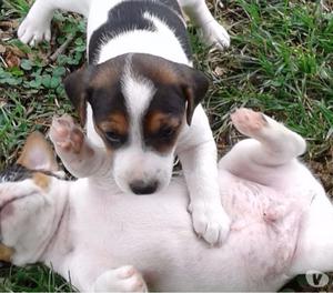 Cachorros jack russell