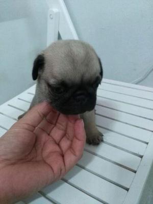 Pug carlino hembra