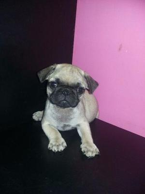 Pug carlino machito