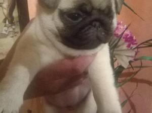 pug carlino macho