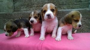 Beagles tricolor y bicolor