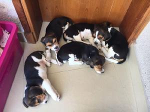 Vendo cachorros beagles