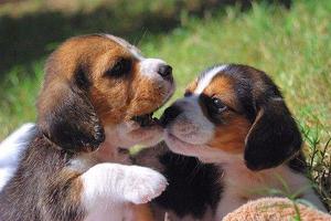 beagle cachorros 15-3458-3111