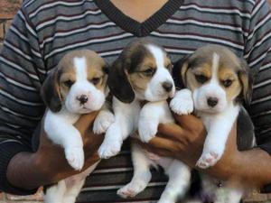 cachorritos beagles 15-6813-9815