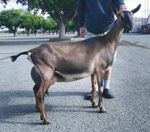 Cabras para la venta (cabras de la lechería y de la carne)