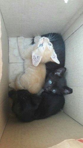 Gatitos En Adopción.
