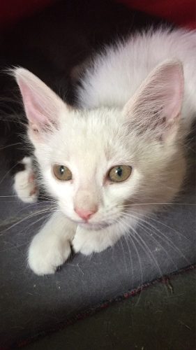Regalo Gatitos