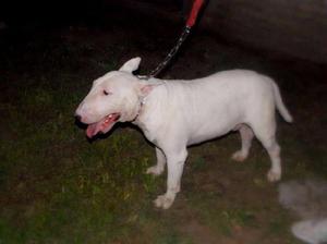 Servicio de monta Bull terrier