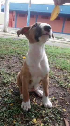 Ultima cachorrita bull terrier