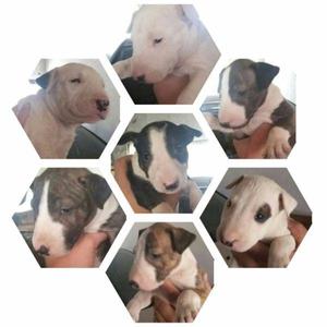 VENDO CACHORROS BULL TERRIER. EXCELENTES EJEMPLARES