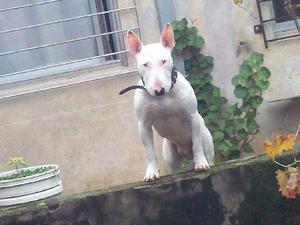 cachorros bull terrier